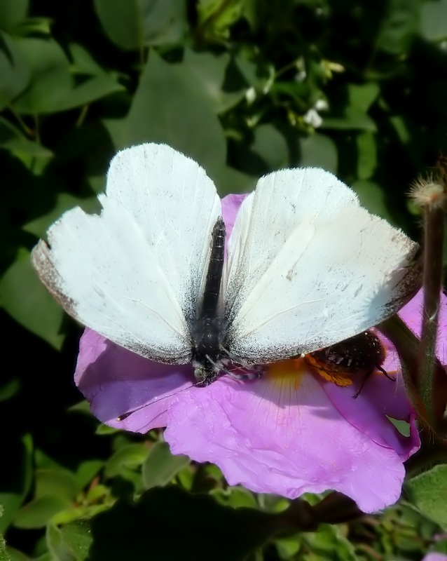 Pieris ergane?????